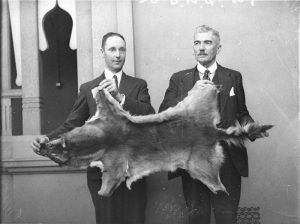 Alfred S. Henry and Matthew Kilpatrick holding the pelt of the largest dingo ever caught, at that time. Source: Trove